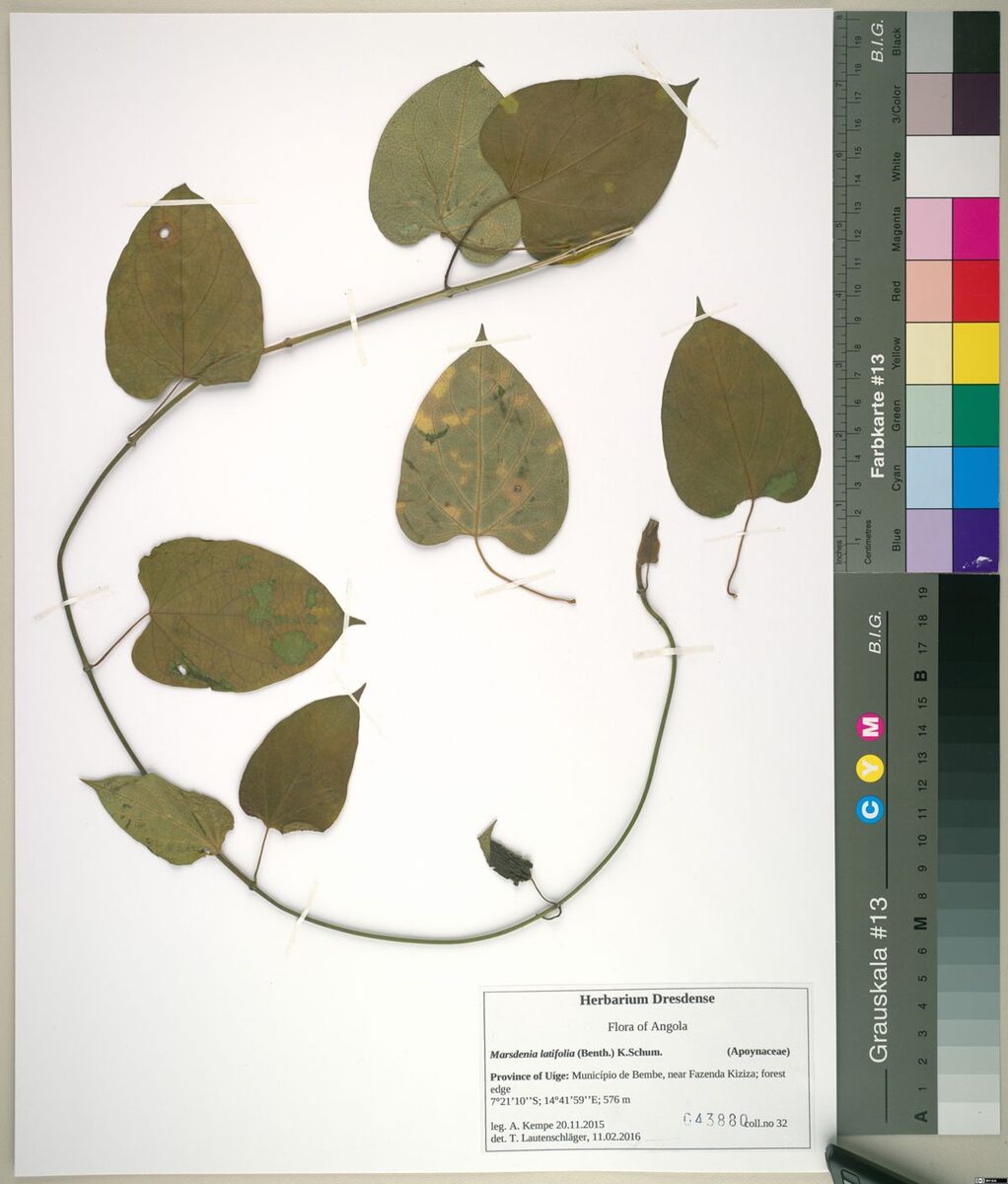 Marsdenia latifolia — photo