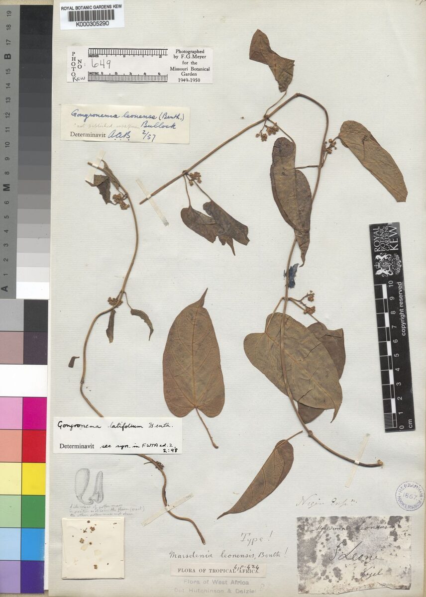 Marsdenia latifolia