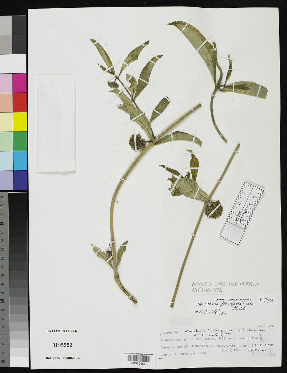 Marsdenia paraguaiensis (Ado) — photo