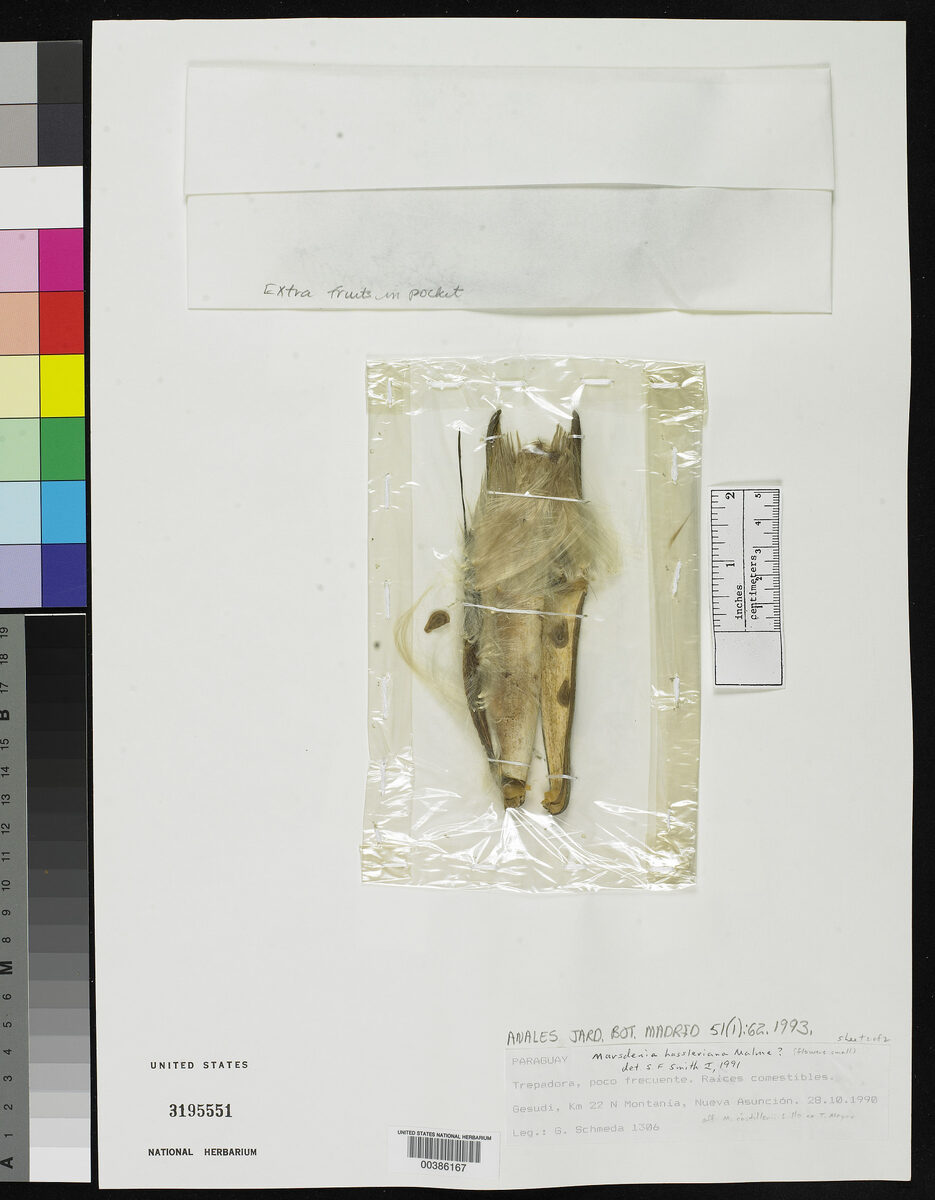 Marsdenia paraguaiensis