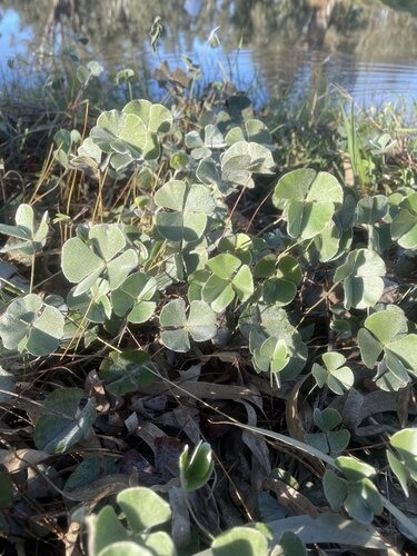 Marsilea drummondii (Common Nardoo) — photo
