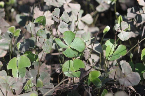 Marsilea drummondii (Common Nardoo) — photo