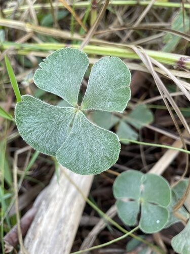 Marsilea drummondii