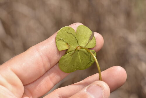 Marsilea mutica (Nardoo) — photo
