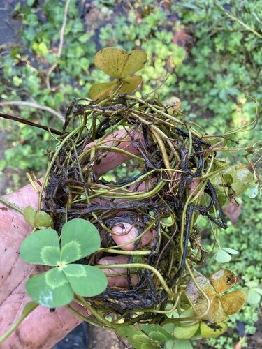 Marsilea mutica (Nardoo) — photo