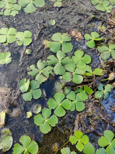 Marsilea mutica