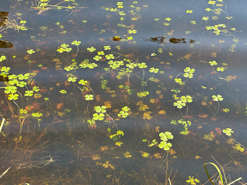 Marsilea quadrifolia (Water Clover) — photo