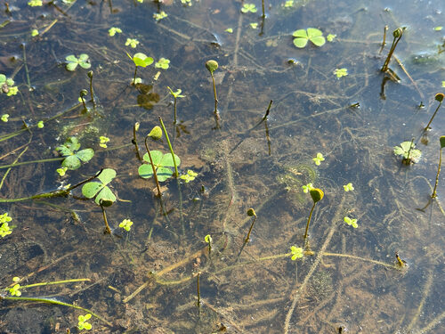 Marsilea quadrifolia (Water Clover) — photo