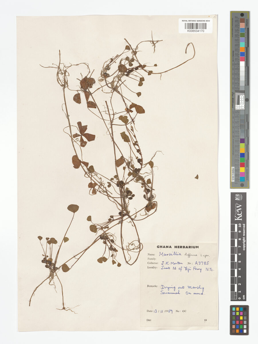 Marsilea senegalensis — photo