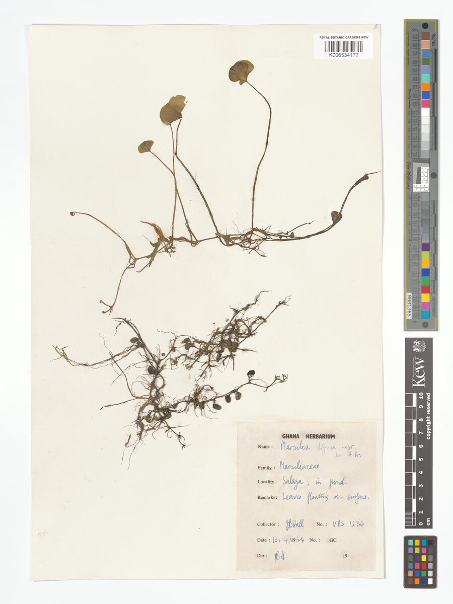 Marsilea senegalensis