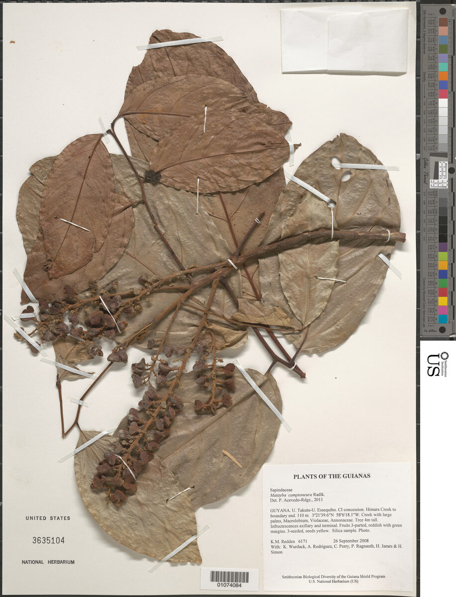 Matayba camptoneura (Bent nerve matayba) — photo