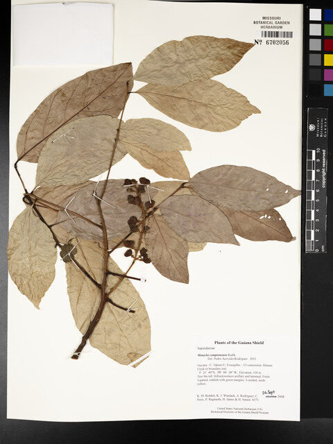 Matayba camptoneura (Bent nerve matayba) — photo