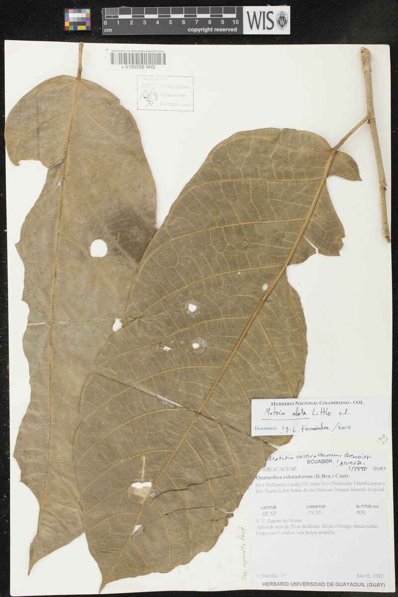 Matisia alata (Winged matisia) — photo