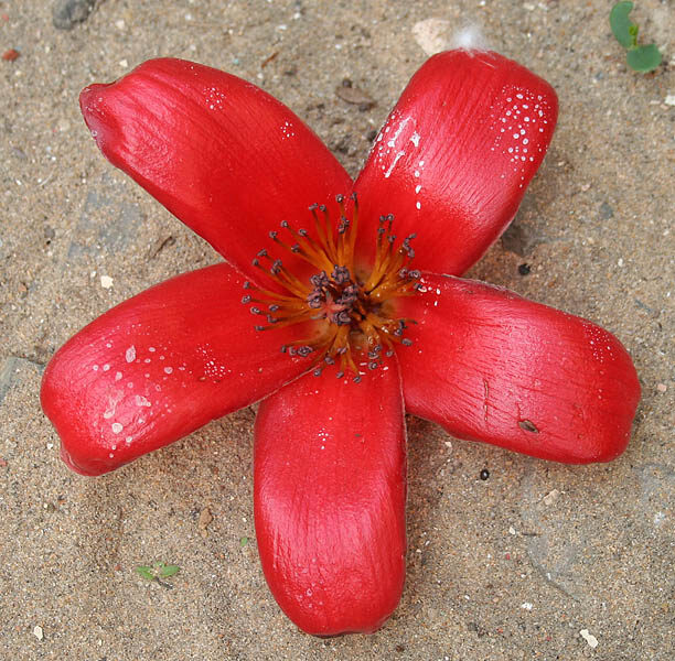 Matisia alata