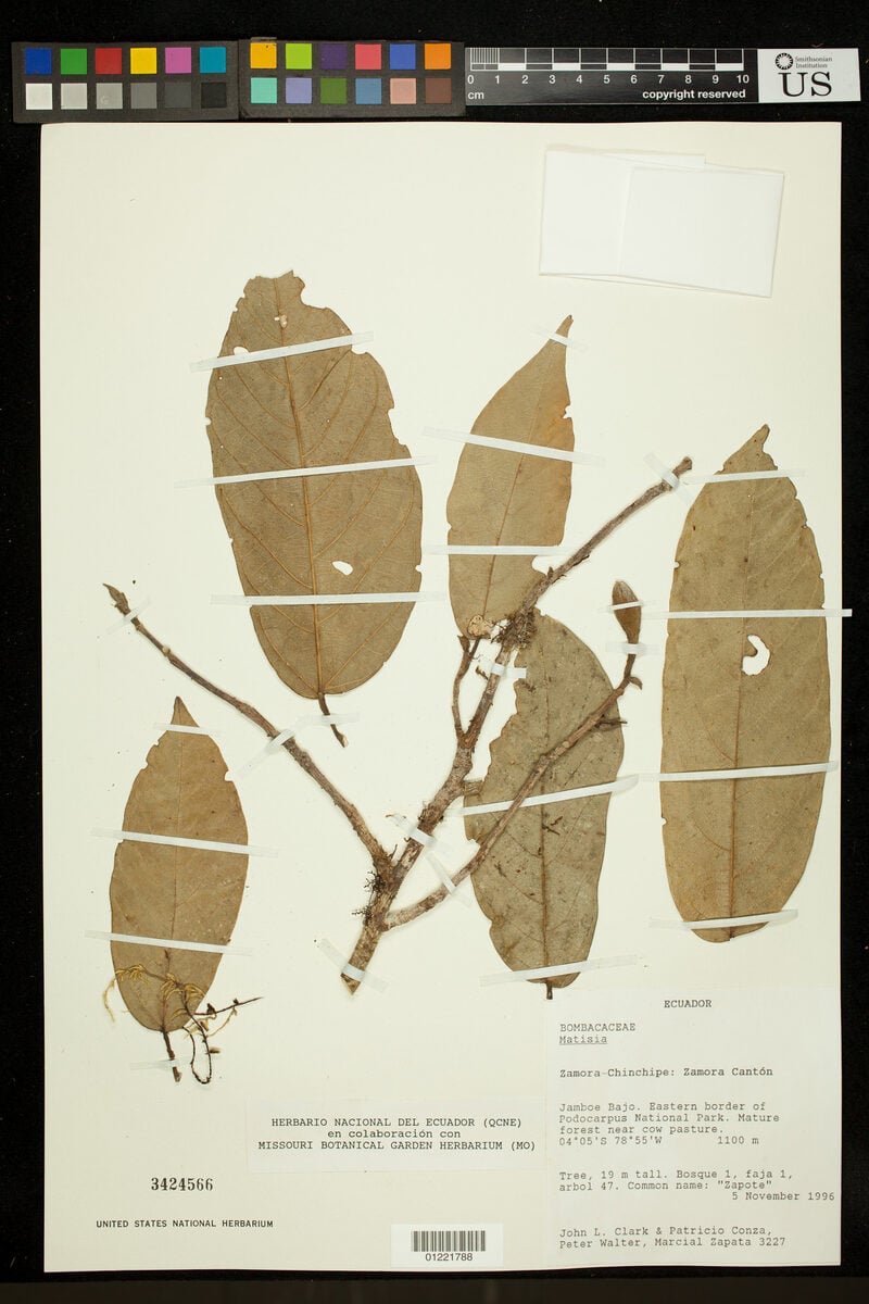 Matisia coloradorum (LosColorados matisia) — photo