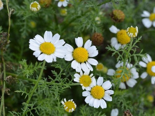 Matricaria chamomilla (Chamomile) — photo