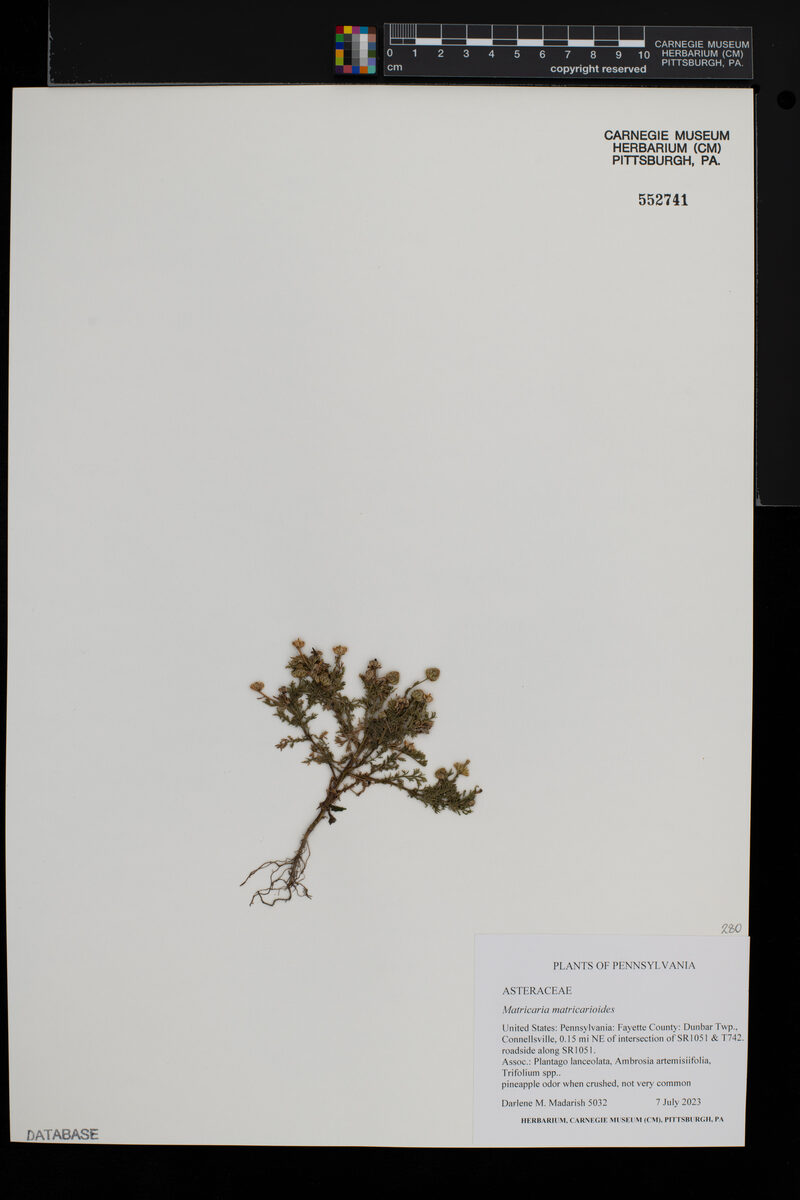 Matricaria matricarioides - (Less.)Porter.