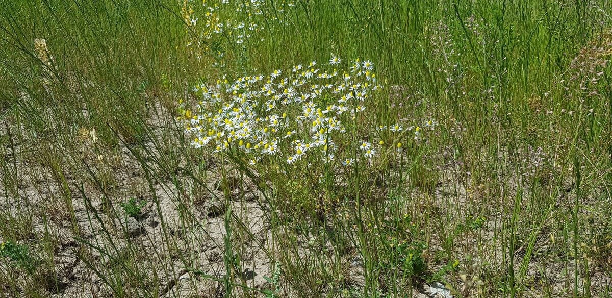 Matricaria recutita (German Camomile) — photo