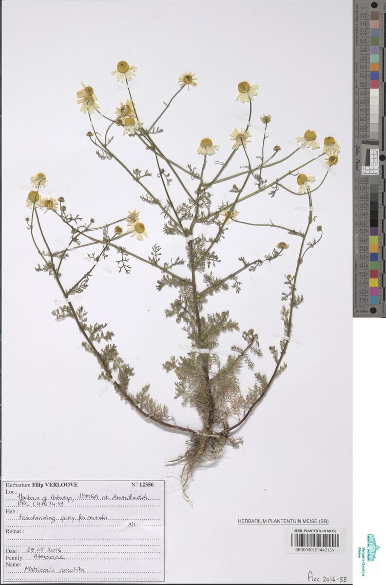 Matricaria recutita (German Camomile) — photo