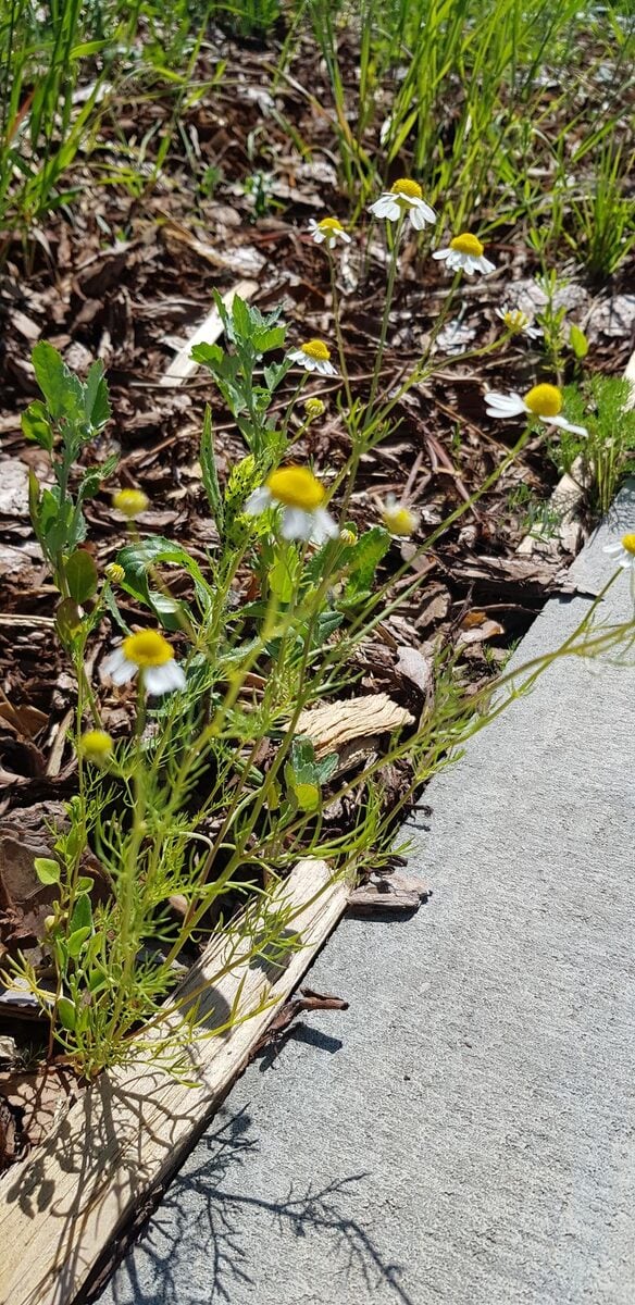 Matricaria recutita