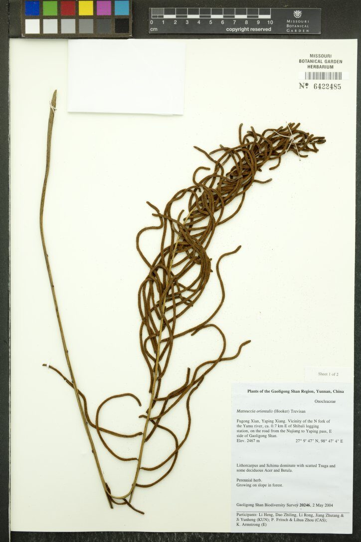 Matteuccia orientalis - (Hook.)Trevis. — photo