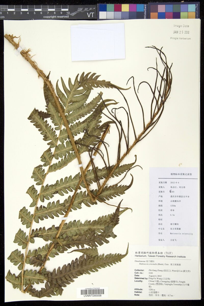 Matteuccia orientalis - (Hook.)Trevis.