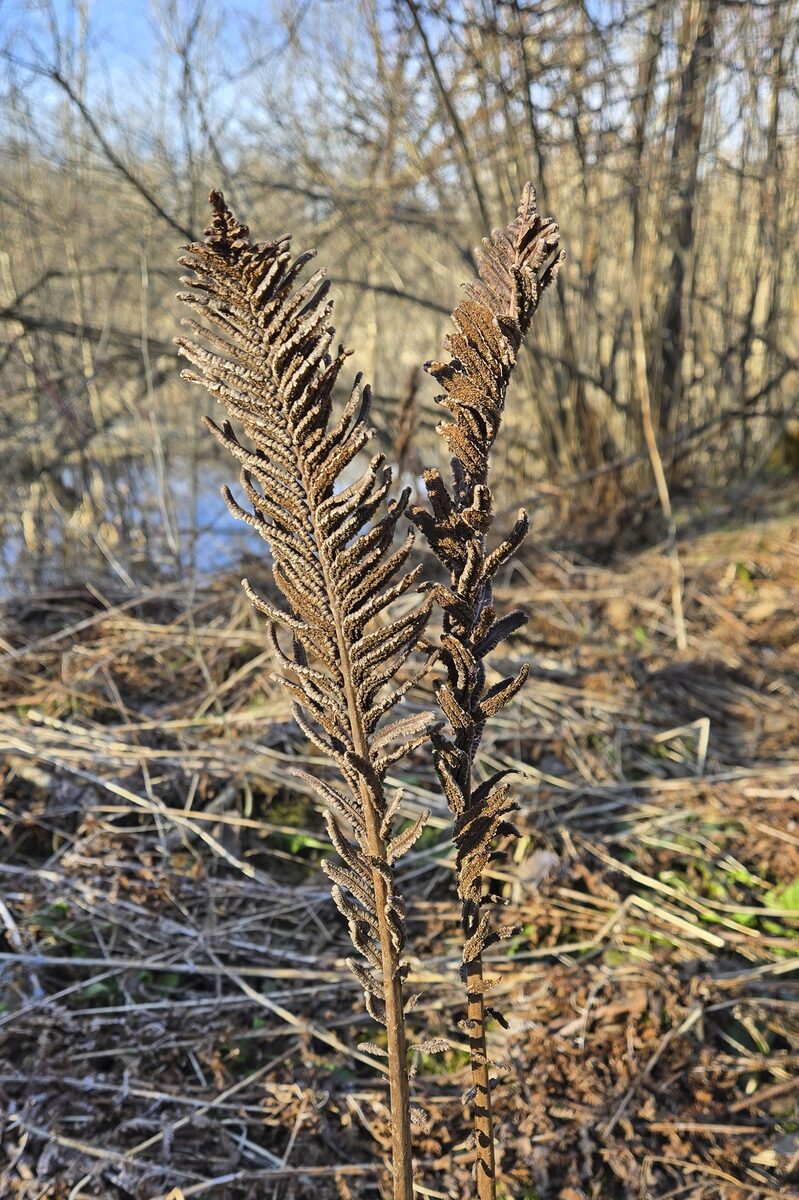 Matteuccia pensylvanica - (Willd.)Raymond. (Ostrich Fern) — photo