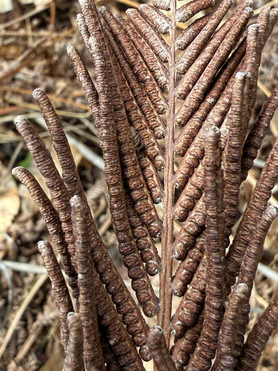 Matteuccia pensylvanica - (Willd.)Raymond. (Ostrich Fern) — photo