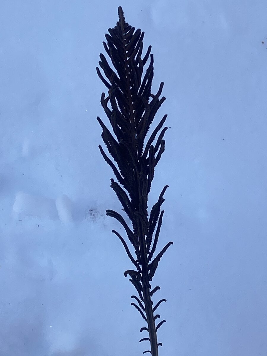 Matteuccia struthiopteris - (L.)Tod. (Ostrich Fern) — photo