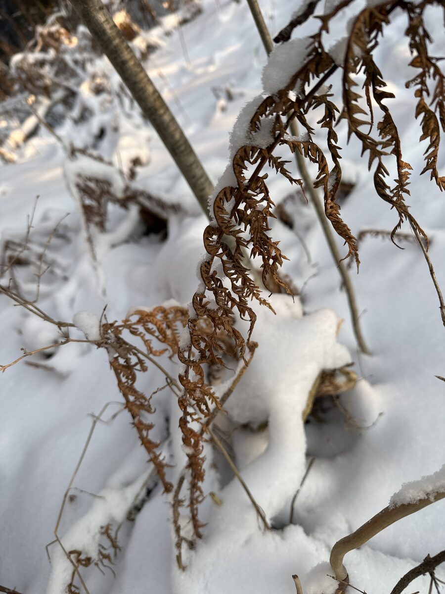Matteuccia struthiopteris - (L.)Tod. (Ostrich Fern) — photo