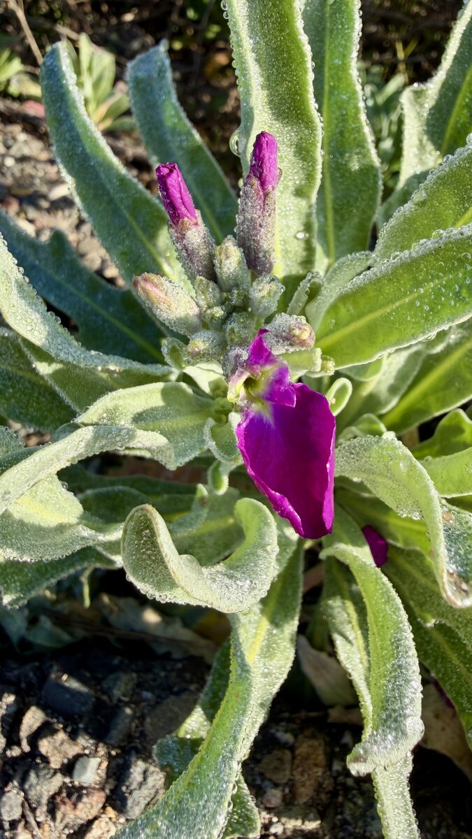 Matthiola incana - (L.)R.Br. (Stock) — photo