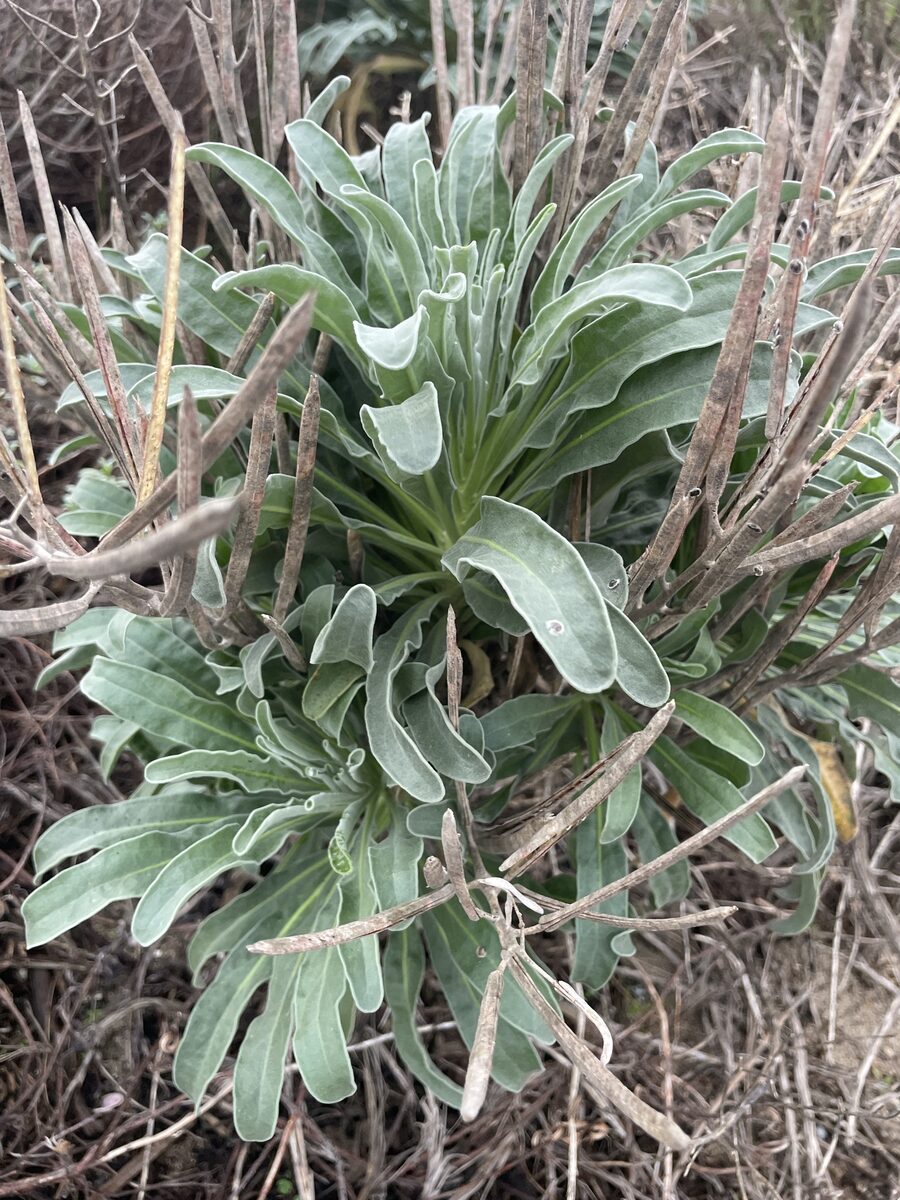 Matthiola incana - (L.)R.Br.