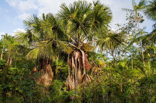 Mauritia flexuosa (Buriti Palm) — photo