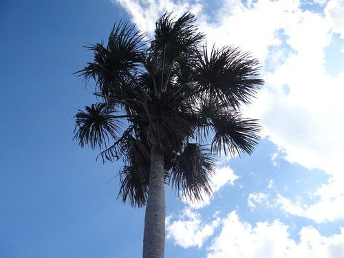 Mauritia flexuosa (Buriti Palm) — photo