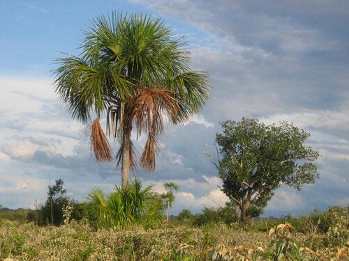 Mauritia flexuosa