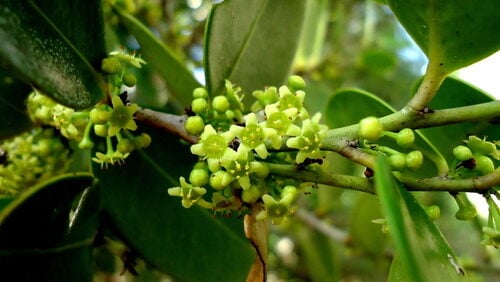 Maytenus obtusifolia (Blunt folia Maytenus) — photo