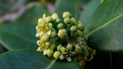 Maytenus obtusifolia (Blunt folia Maytenus) — photo