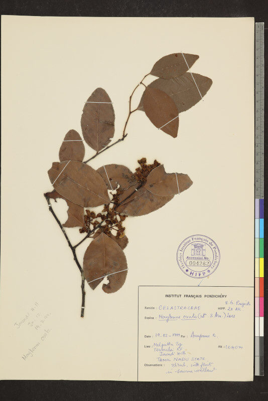 Maytenus ovata — photo