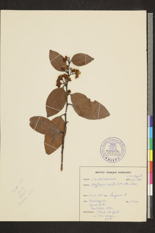 Maytenus ovata — photo