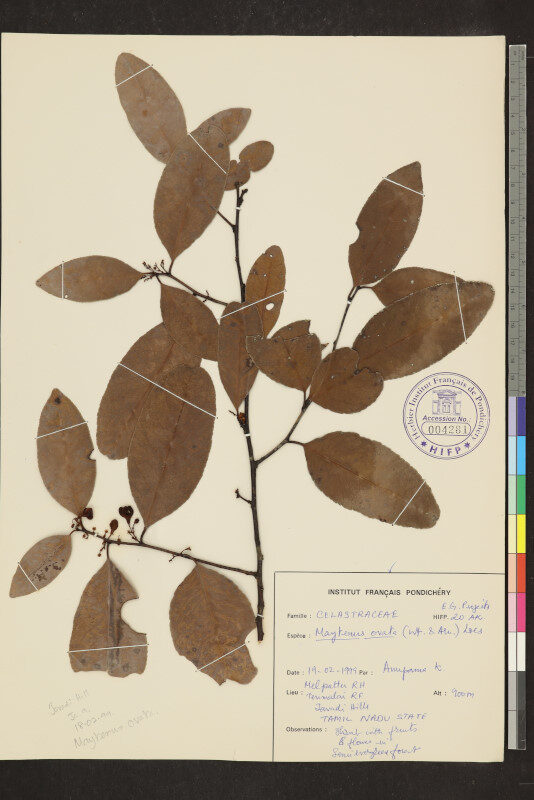 Maytenus ovata