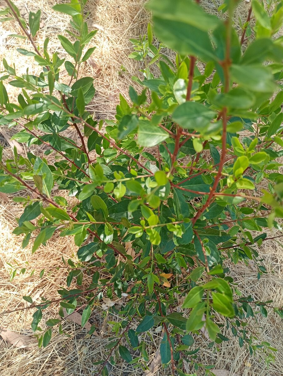 Maytenus spp. — photo