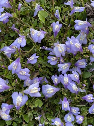 Mazus miquelii (Miquel's mazus) — photo