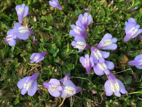 Mazus miquelii