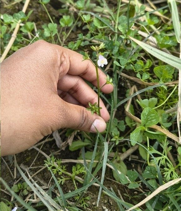 Mazus pumilus - (N.L.Burman)Steenis. (Japanese mazus) — photo