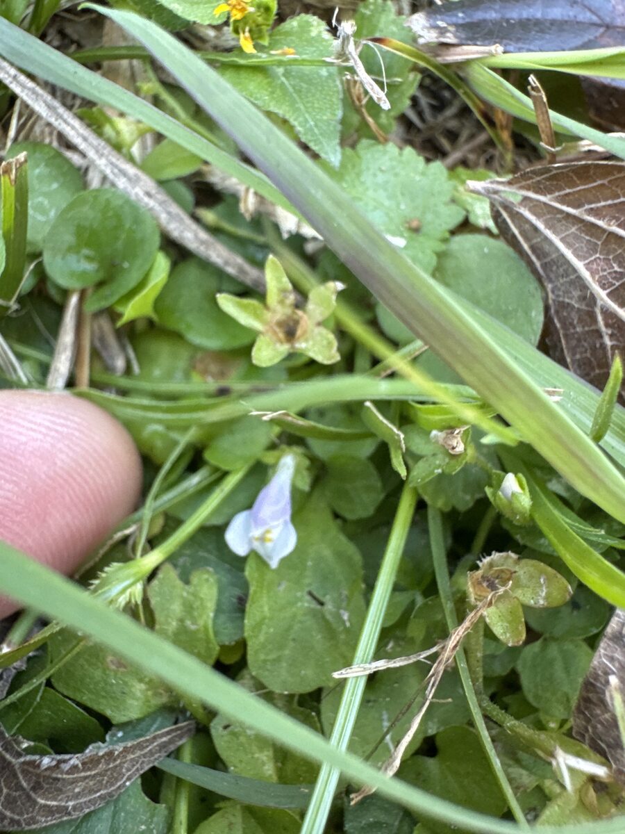 Mazus pumilus - (N.L.Burman)Steenis.