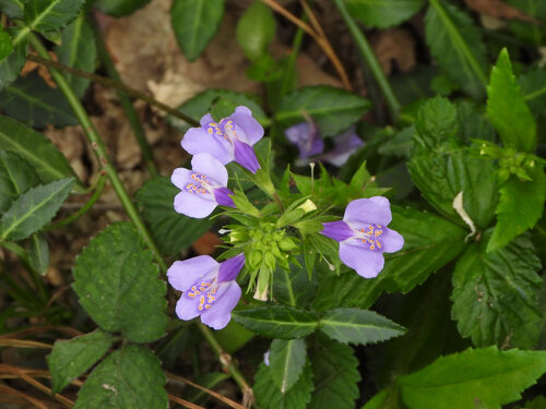 Mazus stachydifolius (Dan Dao Zi Cai) — photo