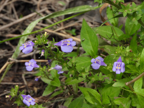 Mazus stachydifolius