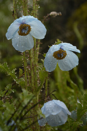 Meconopsis aculeata