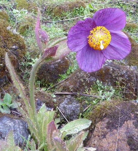 Meconopsis grandis (Blue Poppy) — photo