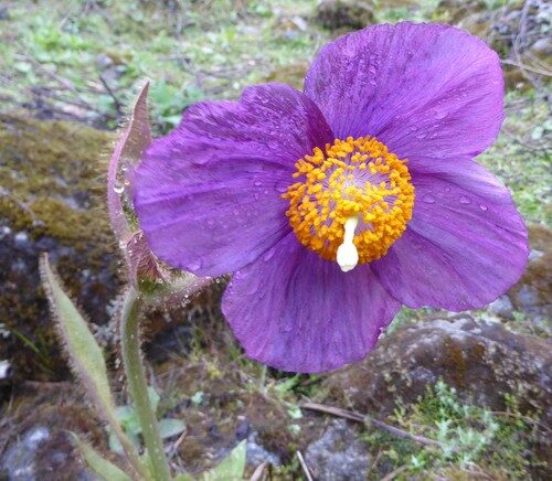 Meconopsis grandis (Blue Poppy) — photo